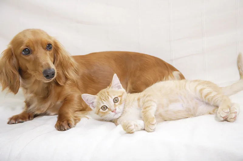 診療対象動物